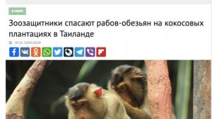 Как обезьяны собирают кокосы. Остров Ко Панган Таиланд.