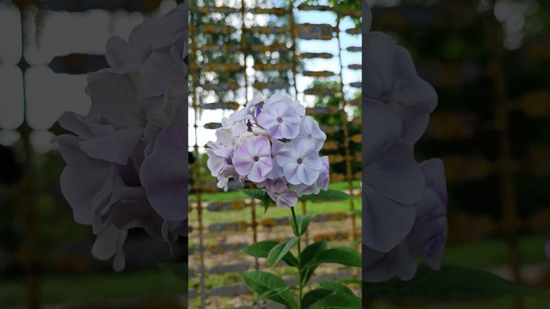Холодный, элегантный, восхитительный..! Флокс "Ладога" - лучший в 2015г в Петербурге на выставке.
