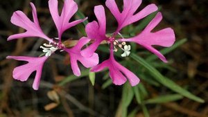 Кларкия изящная (Clarkia Unguiculata): как выглядит рассада и цветки растения