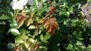 Базальные побеги у плетистых роз