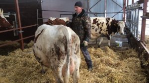 Уборка в навесе для молочных коров после зимы