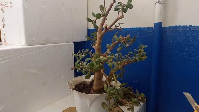 Денежное дерево обрезка во взрослом возрасте! Дерево-брошенец! смотреть онлайн