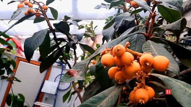 Мушмула созрела раньше обычного... смотреть онлайн