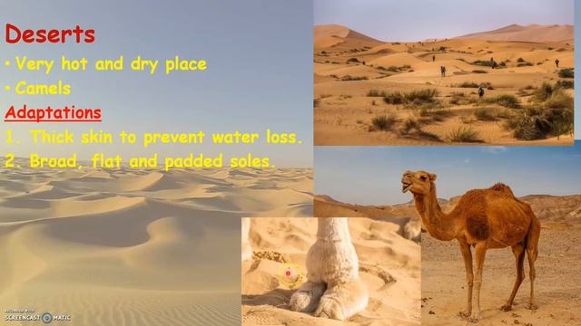 CHAPTER 6 PART 1 - ADAPTATIONS IN ANIMALS, TERRESTRIAL HABITATS смотреть онлайн