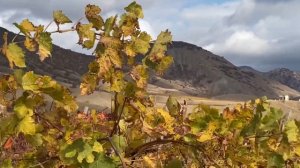 Осенние виноградники восточного Крыма.  Солнечная Долина. Ноябрь 2022 🍇🍂