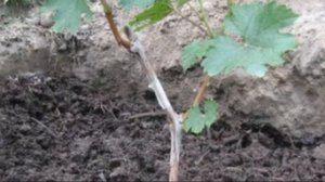 Виноград сорта Августин