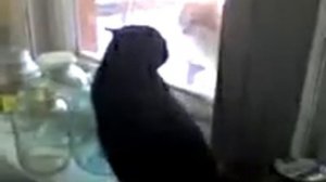 крик кота