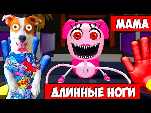 ? Мама длинные ноги и Амонгас ?