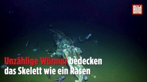 Tief im Meer: Hier machen sich Tintenfische über einen Wal her