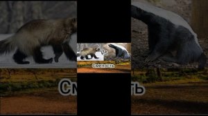 Медоед против Росомаха