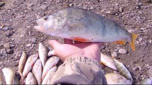 Бешеный жор окуня на отводной поводок.