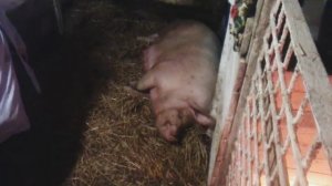 ОПОРОС СВИНЬИ.СВИНЬЯ РОЖАЕТ