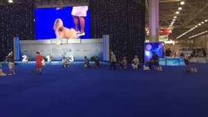 Выставка собак Россия - Кубок Президента РКФ - БЭСТ 9 группа