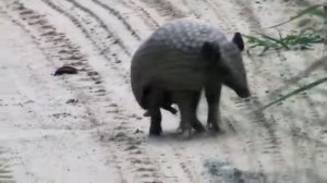 Как сворачивается броненосец. My name is Giovanni Giorgio but... Natural transformer