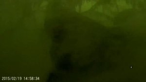 Огромные и мудрые карпы зимуют в подводном лесу