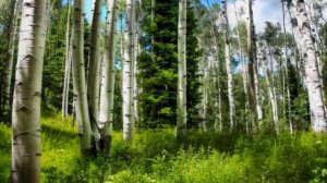 Триединая Святая Русь