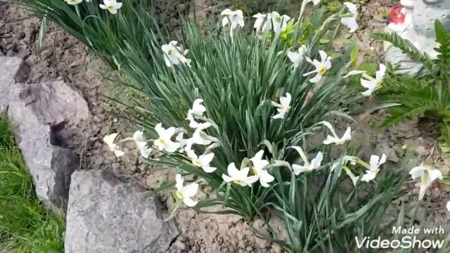 Нарциссы в моем саду. #нарциссы#весна#цветениенарциссов смотреть онлайн