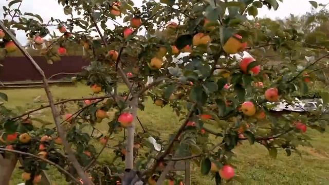 Сорт яблони Свежесть надёжный, иммунный к парше. смотреть онлайн