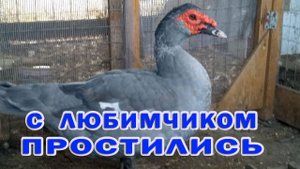 Всю ночь не было света! Что с заложенным яйцом утки и бройлером росс 308.