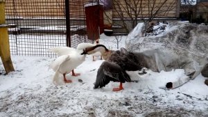 Гуси дерутся #гуси