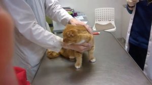 моему коту делают прививку