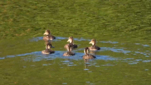 Утята. Две утиные семьи на Лесном пруду Заречного рано утром 18/06/2021. смотреть онлайн