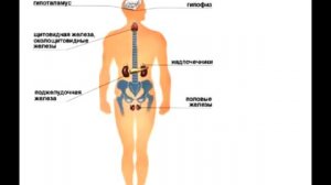Как нормализовать гормональный фон женщины