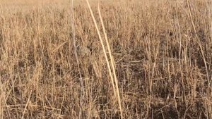 Охота на Фазана в Астраханской области! Сезон охоты 2021 открыт!