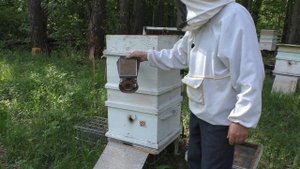 УВЕЛИЧИТЬ ПАСЕКУ ДЕЛЕНИЕМ НА ПОЛ- ЛЁТА.