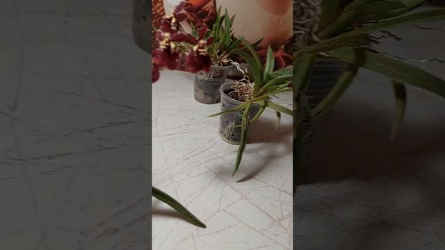 Цветение орхидеи толумния(Tolumnia).Уход смотреть онлайн