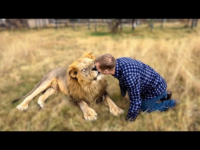 Тайган shorts гамадрил. Парк Тайган гамадрила Люся. Гамадриленыш Люська Тайган. Тайган #shorts. Гамадрил Люська и компания.