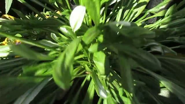 Гацания во время цветения 21.07.2018 смотреть онлайн