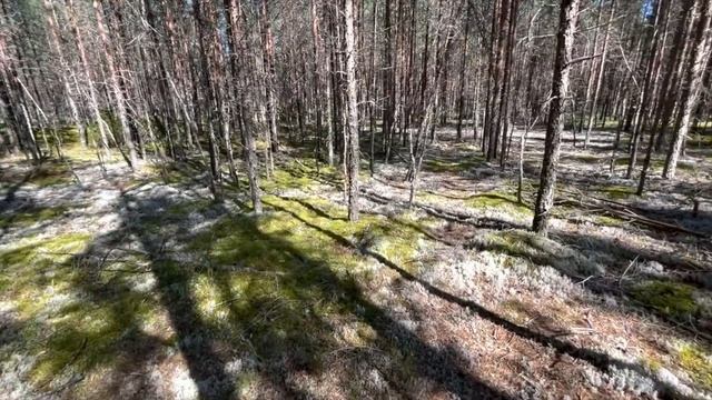 СЛАБОНЕРВНЫМ НЕ СМОТРЕТЬ! БОРОВИКИ БЕЛЫЕ ГРИБЫ ИЗ КОСМОСА! ПОДОСИНОВИКИ ОГРОМНЫМИ ПОЛЯНАМИ 2021 смотреть онлайн