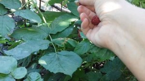 Ремонтантная Малина сорт*Брусвяна*одна из лучших сортов малины.