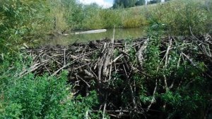 Река Каменушка.Бобровая плотина.