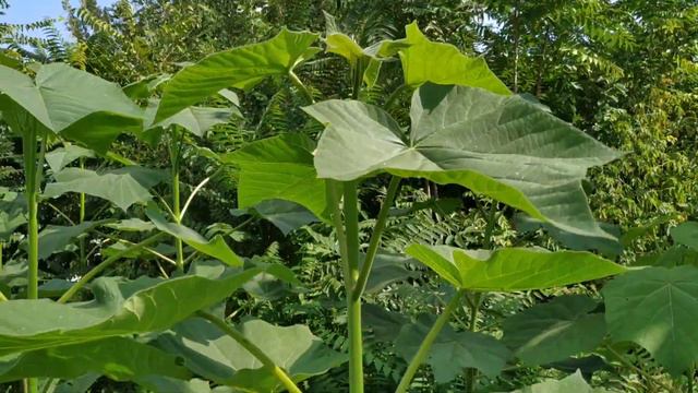 Результат роста павловнии войлочной и павловнии З-07 паотонг. смотреть онлайн