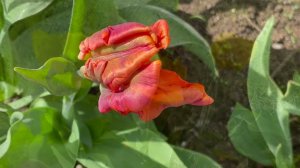 Май в Саду 16 мая 2023 часть 2