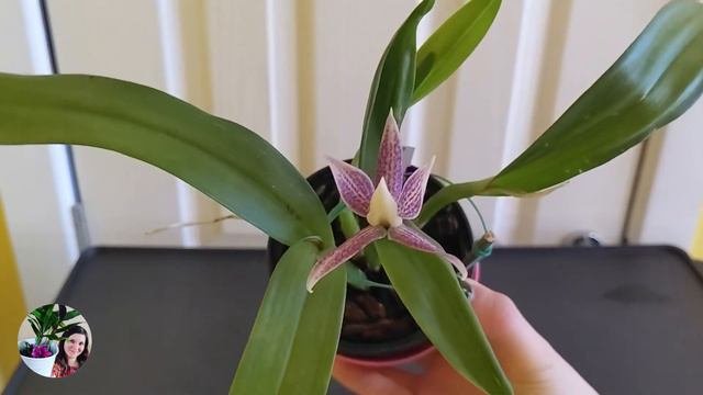 #CareCollab Prosthechea Garciana | Encyclia Garciana