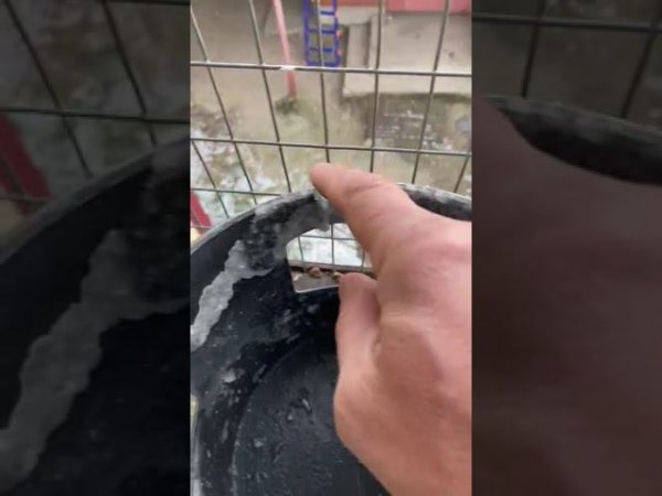 Голуби Сергея Пермь Поилка приспособа