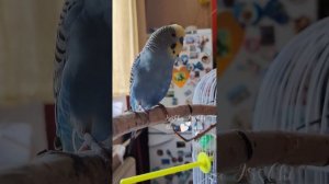 Птичкин красавчик  Попугай Кеша 🦜"Ты моя тишина…" - говорят в Японии вместо слов: "Я люблю тебя…"