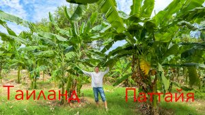 Паттайя Таиланд . Впервые в жизни пробуем местную кухню