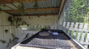 Певчие птицы_вольер часть 1