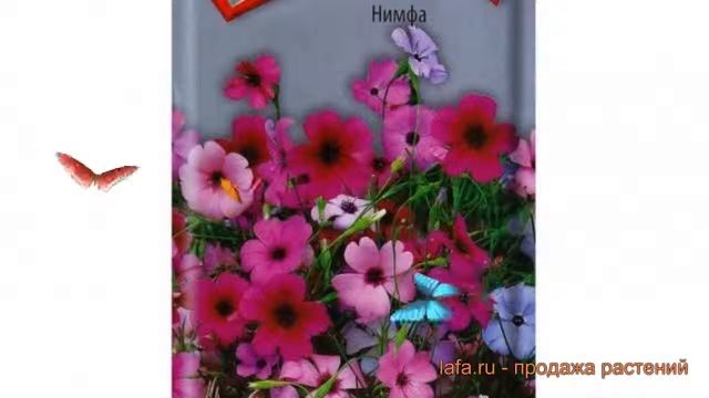 Вискария обыкновенный Нимфа (nimfa) ? вискария Нимфа обзор: как сажать семена вискарии Нимфа смотреть онлайн