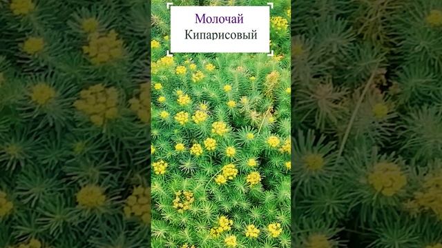 Молочай кипарисовый. (Euphorbia cyparissias)??
