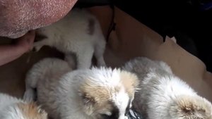 Очень злые щенки АЛАБАЯ. Very ANGRY puppies ALABAY. Odessa.