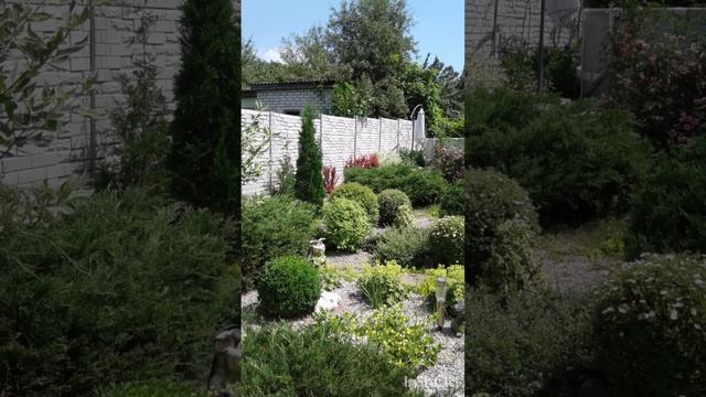 Садовые фигуры в ландшафтном дизайне#ландшафтныйдизайн #tagetes