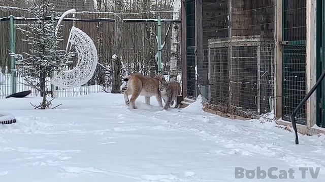 СВИНЬИ ИГРАЮТ С РЫСЯМИ / Пума Нала попала в ловушку / Новая защита от побегов опасных животных смотреть онлайн