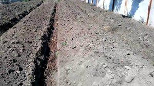малина посадка.Траншеи для посадки малины. The trenches for planting raspberries