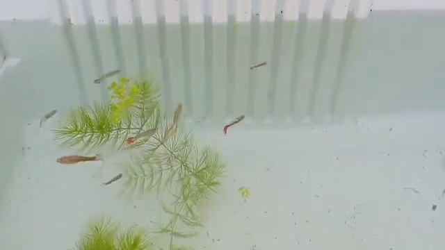 Red tuxedo guppies......😃😃 смотреть онлайн