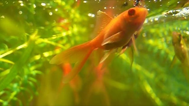 Мои домашние рыбки 2010 смотреть онлайн